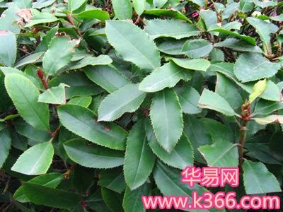 梦见石南是什么意思
