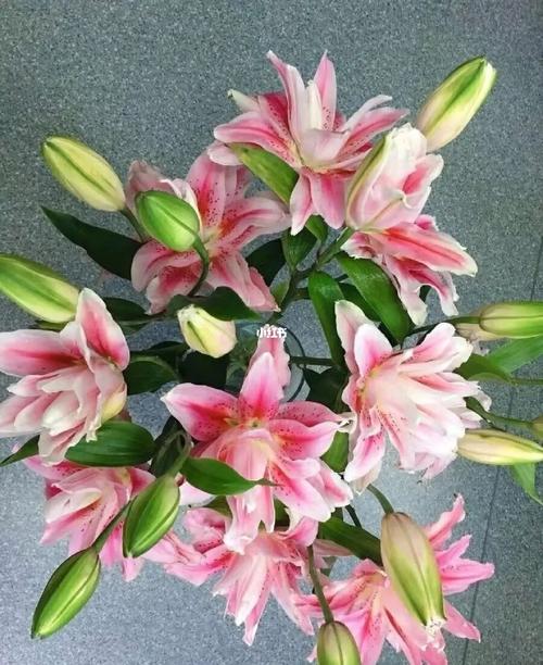 看望病人送百合花好吗?愿其早日康复
