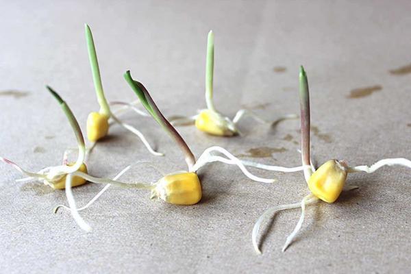 梦见玉米发芽