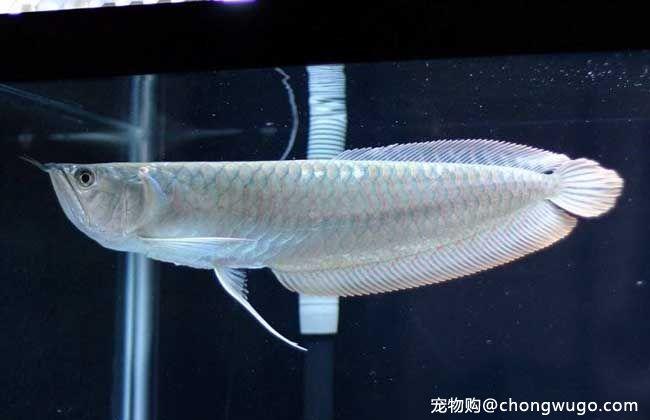银龙鱼的风水作用是什么?