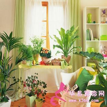 室内各处鲜花摆放风水五大讲究