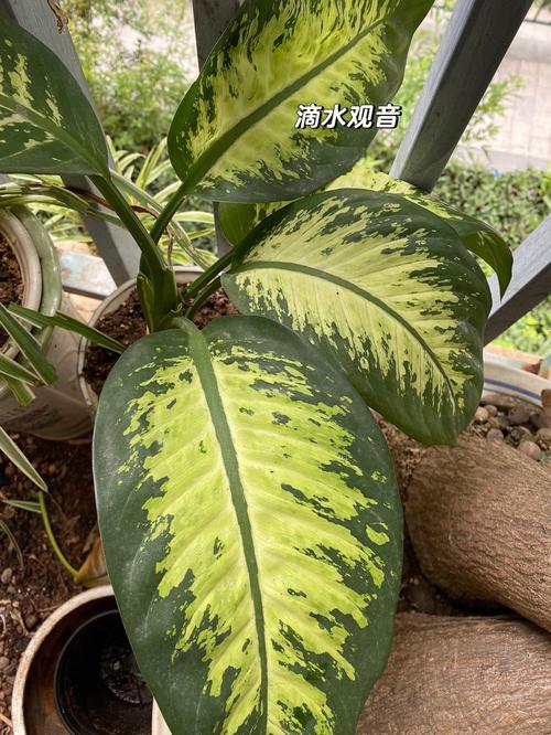 万年青摆在阳台好不好