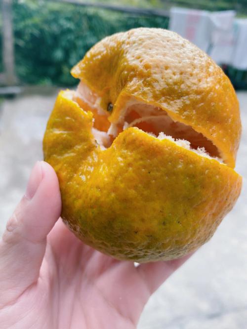 梦见芦柑周公解梦，梦见芦柑是什么意思？