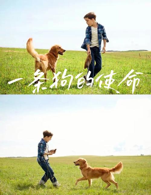 什么样的电影能够吸引到属虎