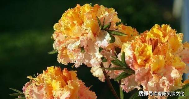 7月末喜鹊送去喜悦,贵人聚集,名利两收的3个星座