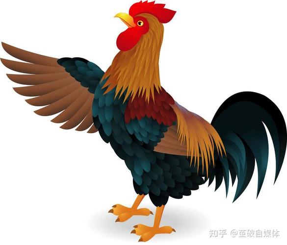 属鸡人从事什么行业往往很谨慎