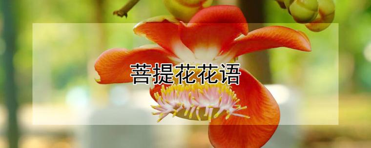 植物花语:菩提树花语是什么?
