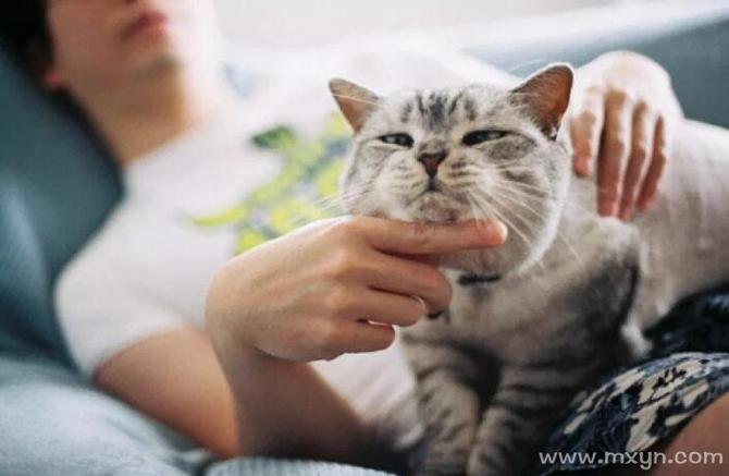 梦见抱着猫会说话