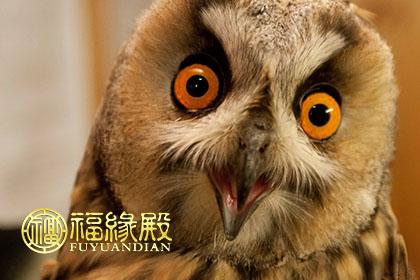 心狠!最绝情绝义的五大生肖