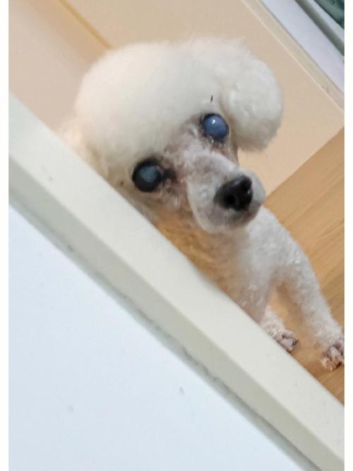 梦见狗活蹦乱跳是什么意思