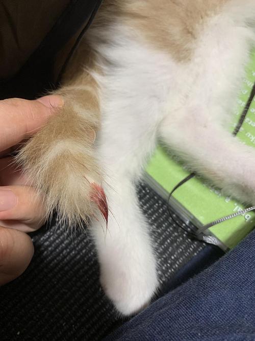 梦见猫的尾巴断了