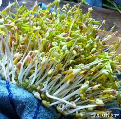 梦见绿豆发芽 周公解梦之梦到绿豆发芽