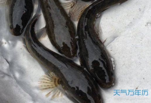 梦见好多黑鱼