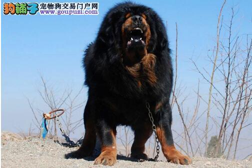 威武凶猛的宠物狗名字大全相当有威力