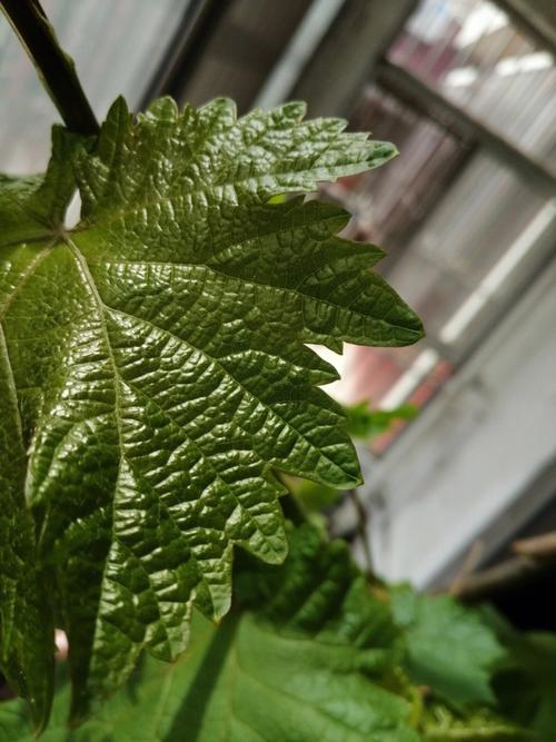 梦见葡萄树发芽