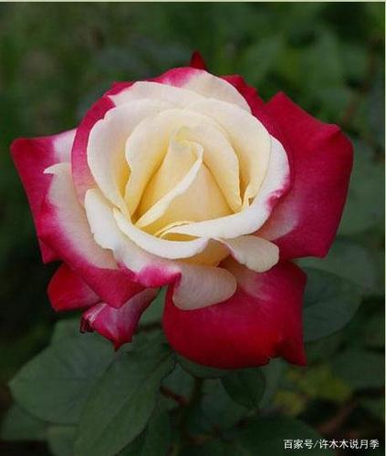 梦见月季花有哪些征兆