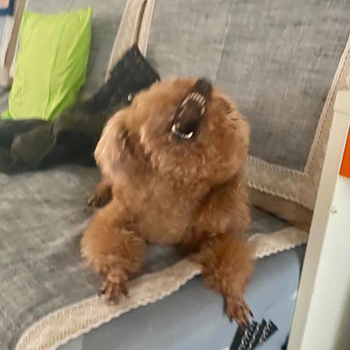 梦见狗吼自己
