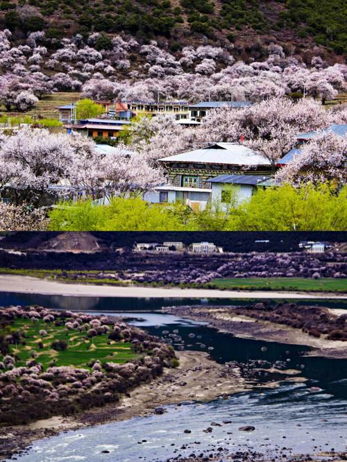 明年春季正桃花强势来袭