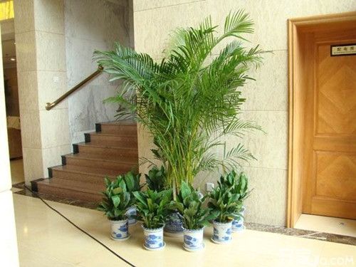 风水玄关处放什么植物好