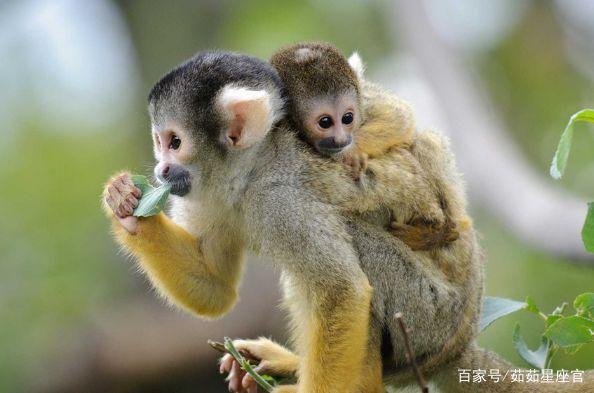 鼠和猴在一起谁带财,属鼠和属猴一起财运如何