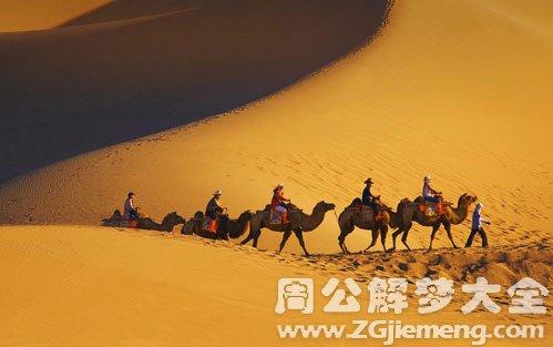 梦见骆驼向沙漠进发