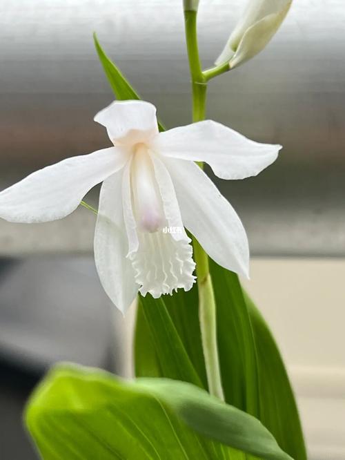 各种花的花语:白芨花的花语是什么?