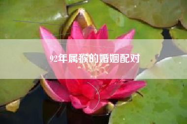87兔和92猴的姻缘怎么样