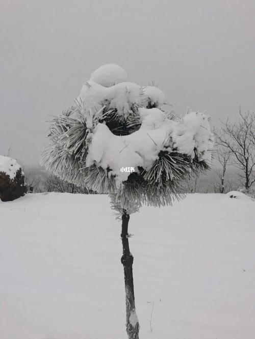 梦见大雪纷飞周公解梦,梦见大雪纷飞是什么意思?