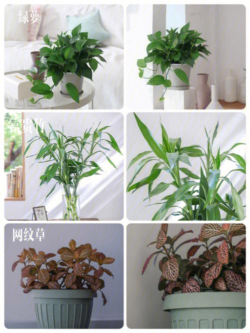 植物可以养在卫生间吗