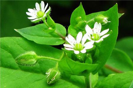 琉璃繁缕花语,你知多少?