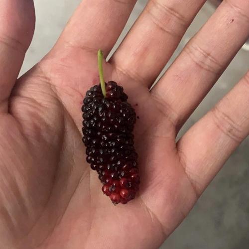 桑葚种家里是不是不吉利