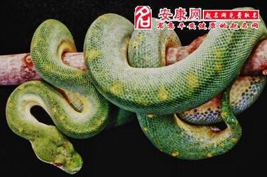 梦见蛇爬到自己身上来了是什么意思