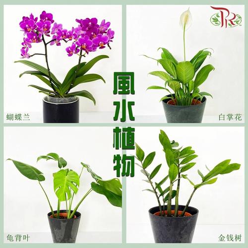 植物风水:让家里空气更清新的家居植物