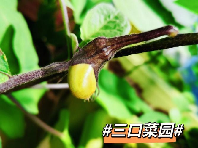 好听的菜园名字大全