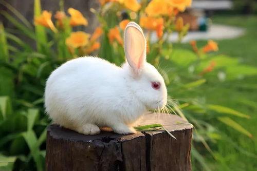生肖兔几月命苦