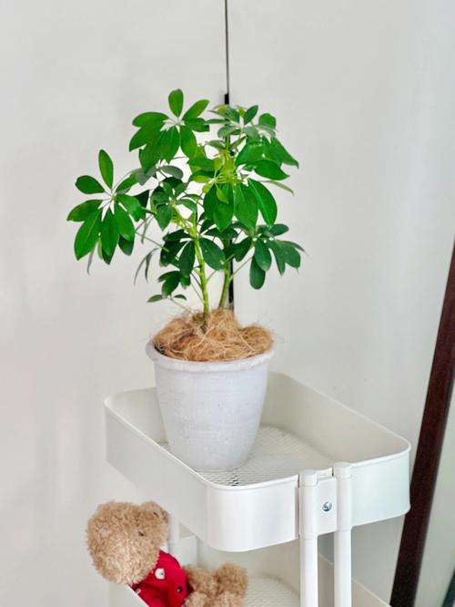 鸭脚木花语是什么,你知道吗?