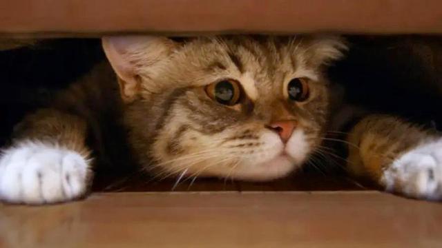 梦见家里来了陌生的猫
