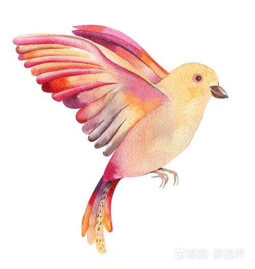 梦见彩色鸟飞了