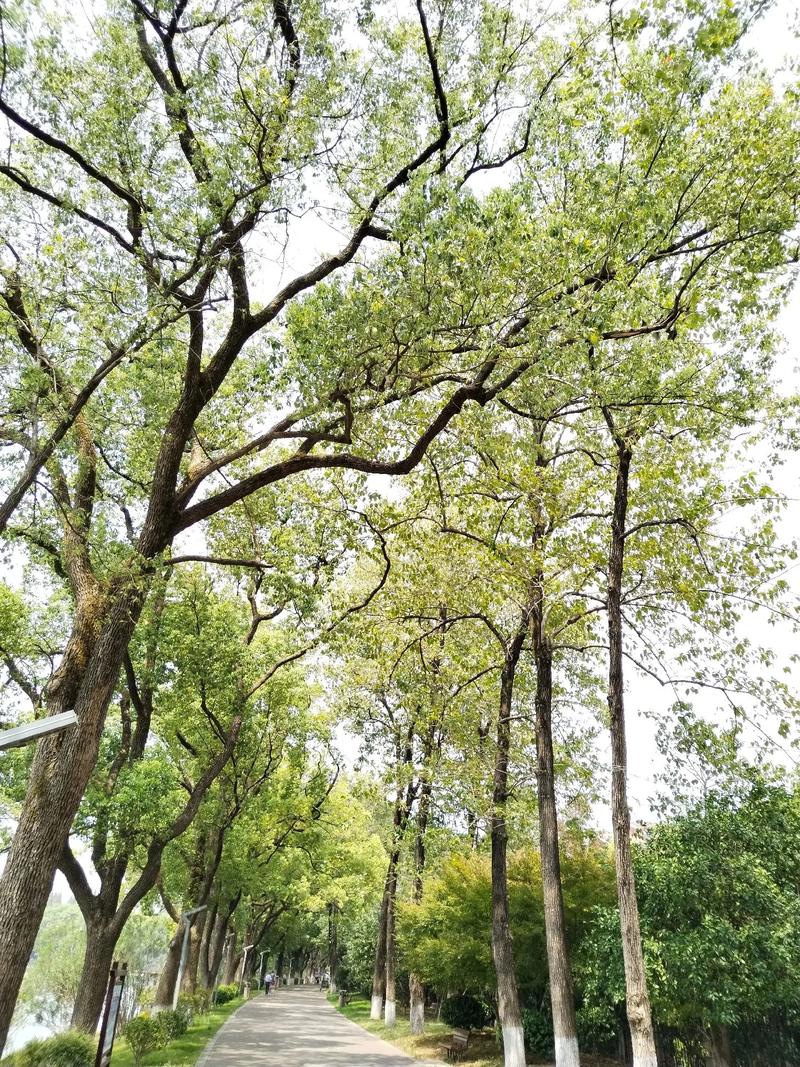 家门口有棵樟树吉利吗
