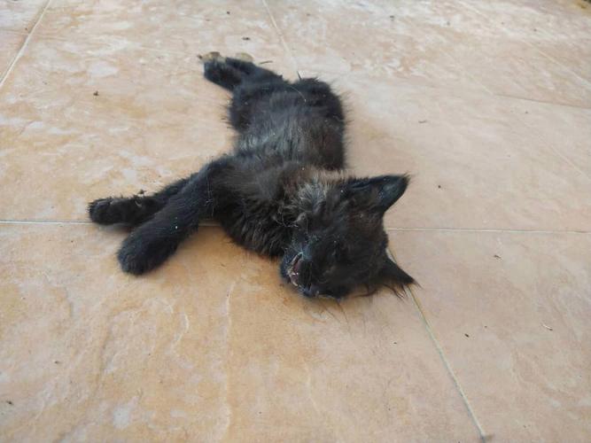 梦见黑猫死了