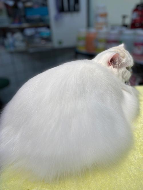 苏格兰折耳猫是双鱼座喜欢