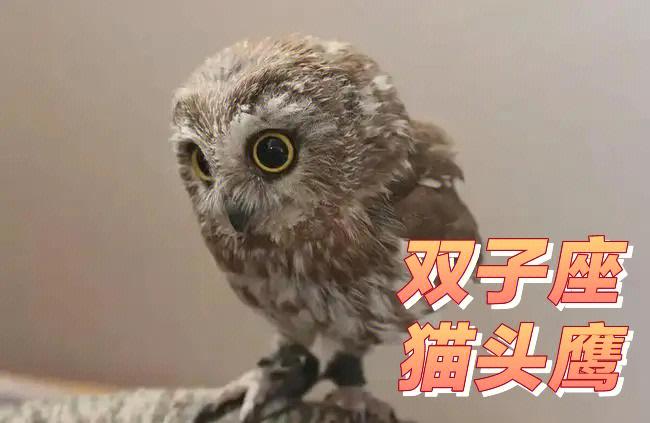 十二星座守护神新浪网