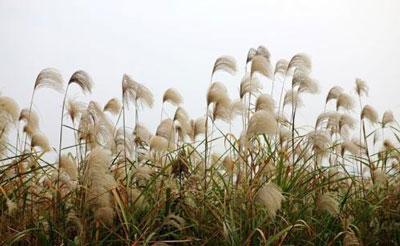 做梦梦见芦苇预示着什么？