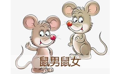 男鼠女鼠的婚配好吗