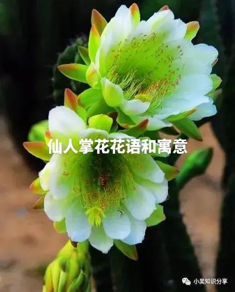 仙人掌的花语