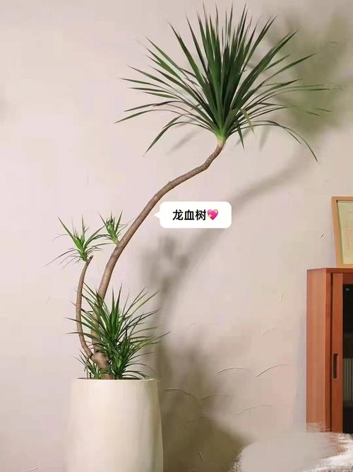 大树正对客厅阳台好吗