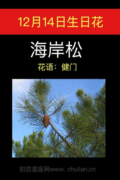 12月14日花语:海岸松,生日花语健门