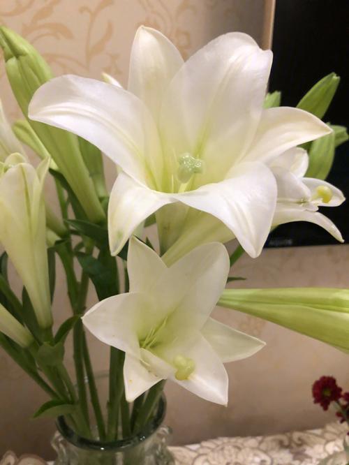 野百合的花语及代表意义