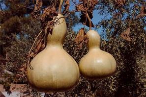梦见好多葫芦