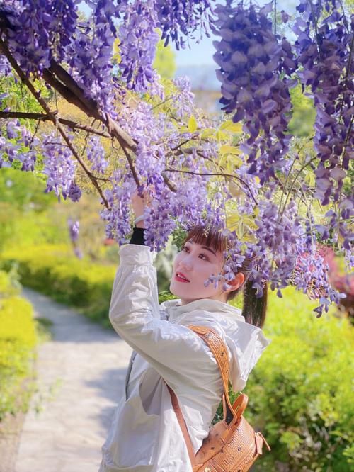 紫藤萝花语:对你执着